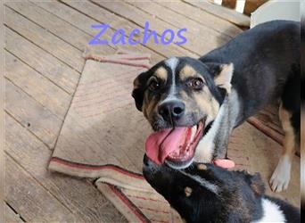 Zachos 08/2023 (GR) - fröhlicher und freundlicher Welpe mit tollem Charakter liebt Sonne und Nähe!