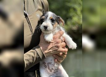 Wunderschöne Parson Jack-Russell Terrier Welpen, aus liebevoll. Hausaufzucht