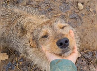 Herzenshund BINGO träumt von einem glücklichen Zuhause