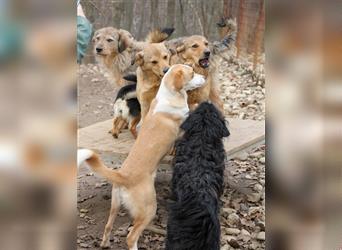 Herzenshund BINGO träumt von einem glücklichen Zuhause
