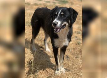 Novak, geb. ca. 03/2022, lebt in GRIECHENLAND, auf einem Gelände, Hunde werden notdürftig versorgt