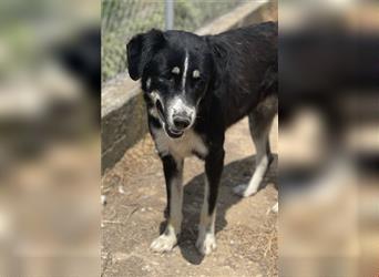 Novak, geb. ca. 03/2022, lebt in GRIECHENLAND, auf einem Gelände, Hunde werden notdürftig versorgt