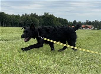 Suzy *in 82515 Wolfratshausen* lebendiges Hundemädchen, ca. 3 Jahre, ca. 43 cm, ca. 8 kg