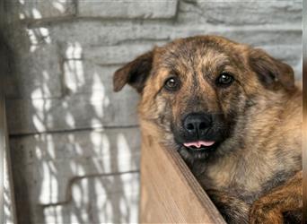 ♥BOBO♥ neu auf Pflegestelle bei Köln - zuckersüßer, anfänglich noch zurückhaltender Junghund 46 cm
