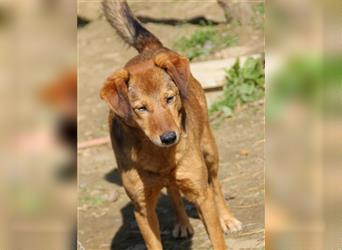 Sensibler OSCAR sucht hundeerfahrene Menschen mit Geduld und Liebe