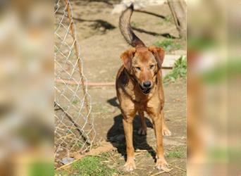 Sensibler OSCAR sucht hundeerfahrene Menschen mit Geduld und Liebe