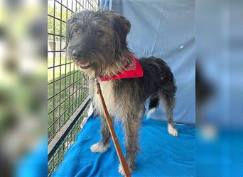 ❤️ zarte Hundeseele GOOFY - 2 Jahre, 45cm/14kg - Schnauzer-Mischling