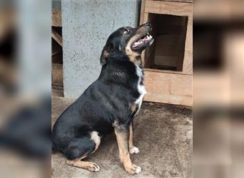 Rio ❤️ Herzenshund sucht Familie!