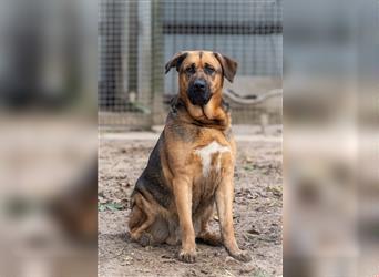 Portugiesischer Hirtenhund (Rafeiro do Alentejo) 3 Jahre sucht Familie fürs Leben