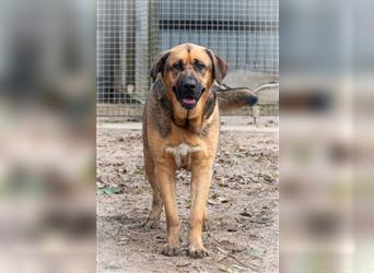 Portugiesischer Hirtenhund (Rafeiro do Alentejo) 3 Jahre sucht Familie fürs Leben