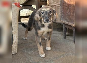 Alan - Mischling, Junghund, 7 Monate, lieber Rüde, Tierschutz
