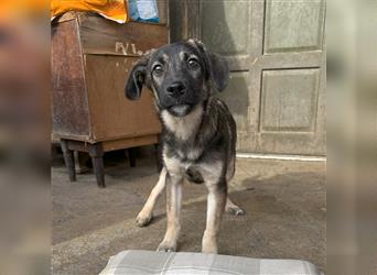 Arbo - Mischling, Junghund, 7 Monate, lieber Rüde, Tierschutz