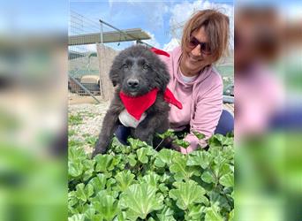 Cara - lernwilliges Hundemädchen sucht Lernpartner