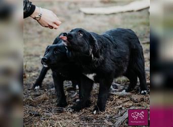 Corbu ❤️– Ein Hundewelpe zum Knutschen sucht sein Für-Immer-Zuhause