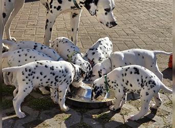 Dalmatiner Welpen aus liebevolle Zucht sucht Personal ♡