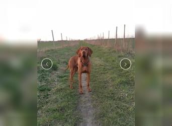 Reinrassige Magyar Vizsla Welpen