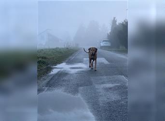 Reinrassige Magyar Vizsla Welpen