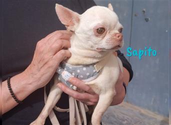 Sapito 02/2017 (bald in Deutschland) - ruhiger und friedlicher, sehr kleiner Chihuahua!