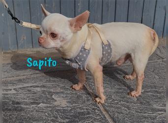 Sapito 02/2017 (bald in Deutschland) - ruhiger und friedlicher, sehr kleiner Chihuahua!