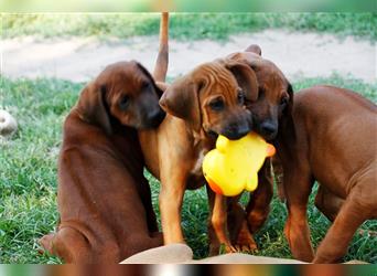 Wurfmeldung Rhodesian Ridgeback Welpen mit Papiere