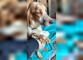 Mariel - freundliche junge Hundemama sucht Familienanschluss
