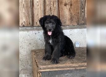 Welpen,Schafpudel Mioritic(Rumänischer Herdenschutzhund)Mix