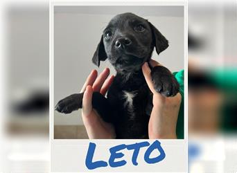 Leto - Welpe sucht Familie