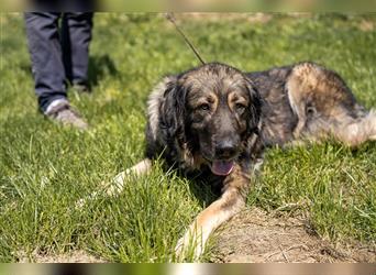 Liza, kaukasischer Owtscharka, unser Notfall sucht Liebhaber