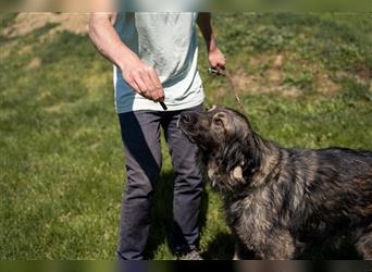 Liza, kaukasischer Owtscharka, unser Notfall sucht Liebhaber