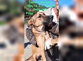 Pippa - das quirlige Hundemädchen sucht aktive Menschen