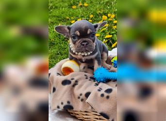 Französische Bulldogge - Lilac Tan Wunderschöne Nase u. Rute