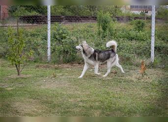 NANOOK - der hübsche Rüde sucht ein liebevolles Zuhause mit Hundeerfahrung
