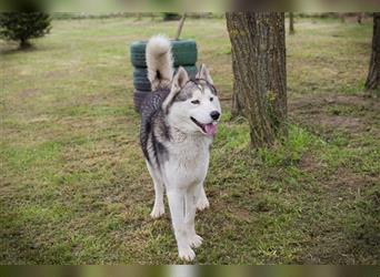 NANOOK - der hübsche Rüde sucht ein liebevolles Zuhause mit Hundeerfahrung