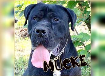 MÜCKE - Cane Corso - ca. 6 Jahre