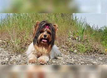 Yorkshire Terrier Biewer a la Pom Pon Mädchen aus Champion und Körzucht Verpaarung mit Stammbaum