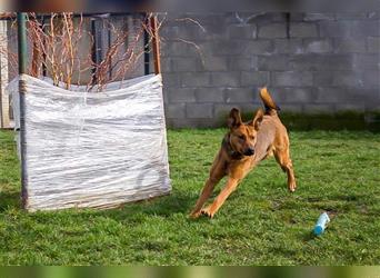 KÖBES - das hübsche, dickköpfige Powerpaket sucht ein hundeerfahrenes Zuhause