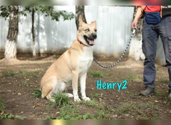 Henry2 06/2020 (RUS) - cleverer und verspielter, Husky-ähnlicher Rüde sucht sportliche Menschen!