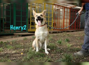 Henry2 06/2020 (RUS) - cleverer und verspielter, Husky-ähnlicher Rüde sucht sportliche Menschen!