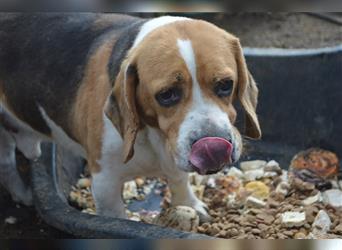 William-PP, zuckersüßer Beagle sucht Liebhaber!