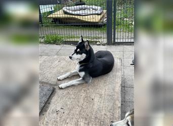 Sibirische Husky Welpen