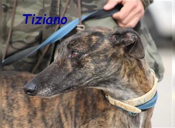 Tiziano 07/2020 (ESP) - supergut gelaunter, verschmuster und sozialer Galgo - ein Sonnenschein!