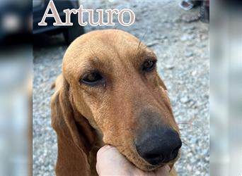 Arturo - liebevoller Traumtyp