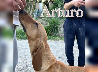 Arturo - liebevoller Traumtyp