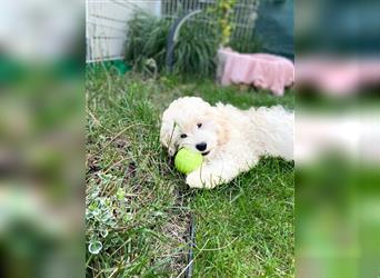 Cockapoo Welpen   (Cockapoo x Zwergpudel)