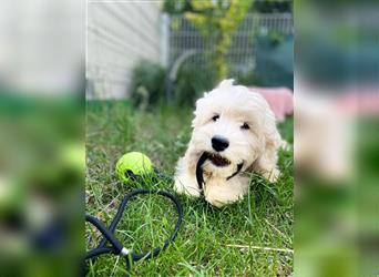 Cockapoo Welpen   (Cockapoo x Zwergpudel)