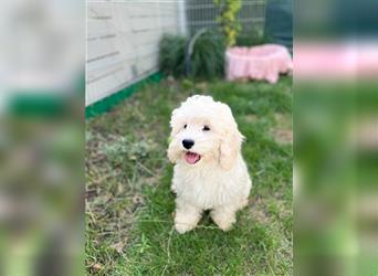 Cockapoo Welpen   (Cockapoo x Zwergpudel)