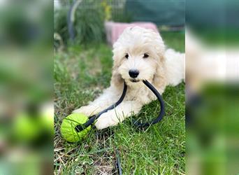 Cockapoo Welpen   (Cockapoo x Zwergpudel)