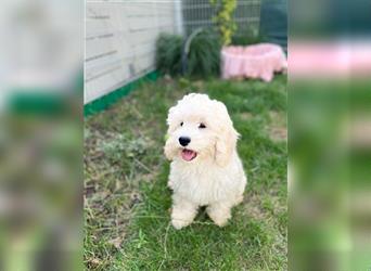 Cockapoo Welpen   (Cockapoo x Zwergpudel)