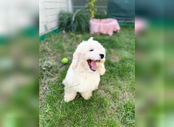 Cockapoo Welpen   (Cockapoo x Zwergpudel)