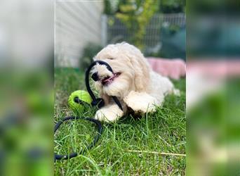 Cockapoo Welpen   (Cockapoo x Zwergpudel)